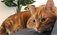猫咪皮肤出现红疹是过敏了吗