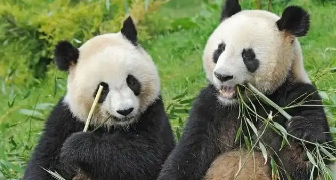 旅法大熊猫夫妇提前回国，“欢欢”健康亮红灯，法国粉丝冒雨送别