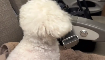 女子坐飞机遇到一只比熊。网友：女士，请不要抚摸其他乘客的身体