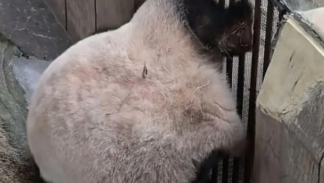 为闻邻居气味，大熊猫渝可屡次抗议，动物园暖心拆墙成全