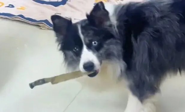 网友在外挨欺负跟边牧诉苦,边牧让他带打狗拍出门 网友在外挨欺负跟边牧诉苦,边牧让他带打狗拍出门