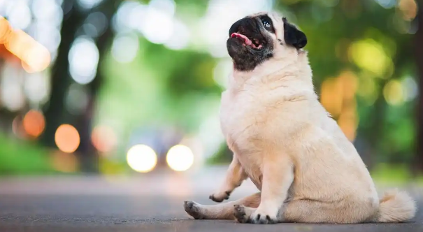 狗狗频繁排尿是尿路感染吗 狗狗频繁排尿是尿路感染吗