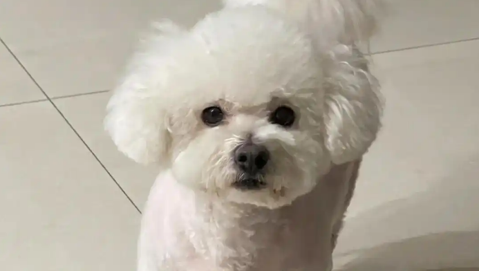 免疫低下的狗狗容易反复患肺炎吗