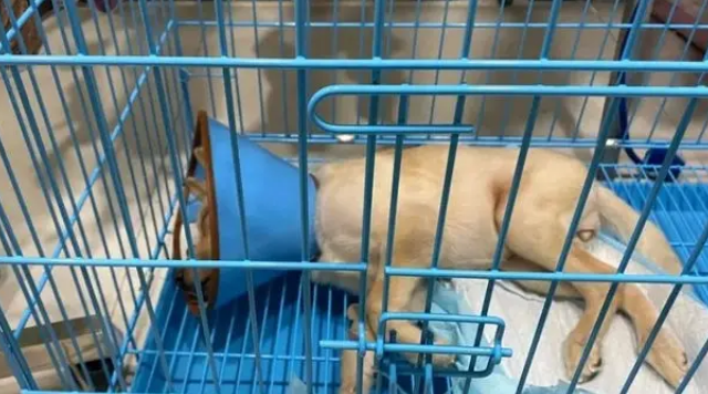 受伤小狗遭主人遗弃,医院里它仍摇尾巴,无奈医药费成无底洞 受伤小狗遭主人遗弃,医院里它仍摇尾巴,无奈医药费成无底洞