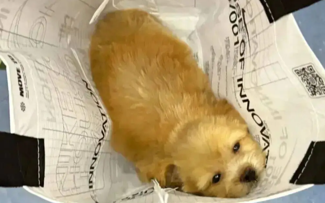 妹子用火腿肠跟流浪狗妈妈换了只宝宝，啊啊啊…这不赚大啦！