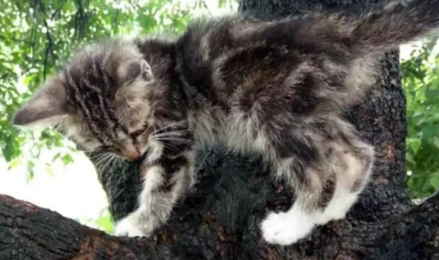 网友拍照头发被偷袭,竟是树上藏着喵星人 网友拍照头发被偷袭,竟是树上藏着喵星人