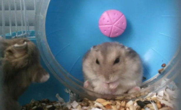 仓鼠越狱当场被抓,网友不得不这样做 仓鼠越狱当场被抓,网友不得不这样做