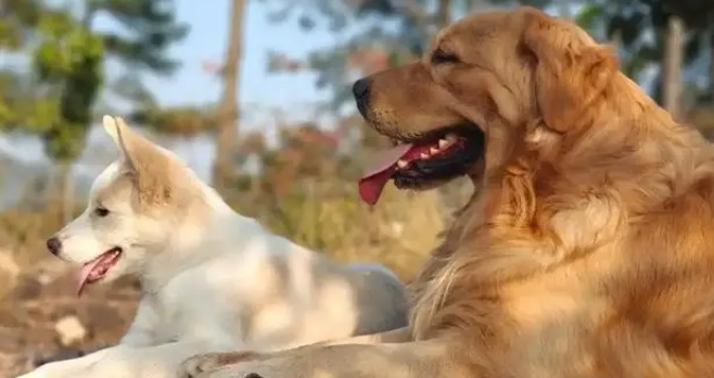 狗狗离世后，我在旧衣口袋摸到一撮它的毛发，汪：这个留给妈妈