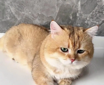 猫咪拉软便肛门红肿怎么办