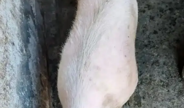 猪狗被困10天,猪饿出马甲线,拉布拉多却胖出啤酒肚 猪狗被困10天,猪饿出马甲线,拉布拉多却胖出啤酒肚