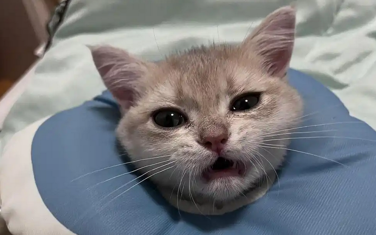 猫咪肺炎怎么治吃什么药 猫咪肺炎怎么治吃什么药