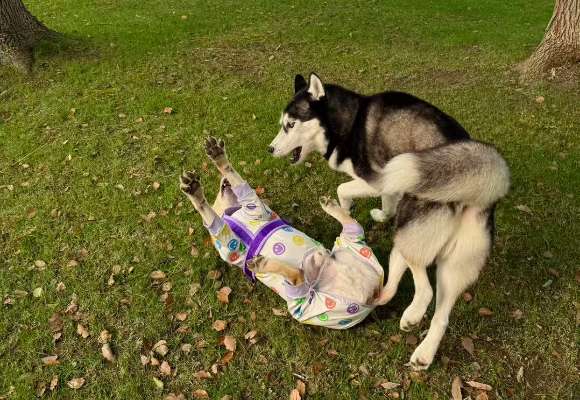 宠物户外运动装备品牌推荐:dogadogo以人性化细节重构人宠体验 宠物户外运动装备品牌推荐:dogadogo以人性化细节重构人宠体验