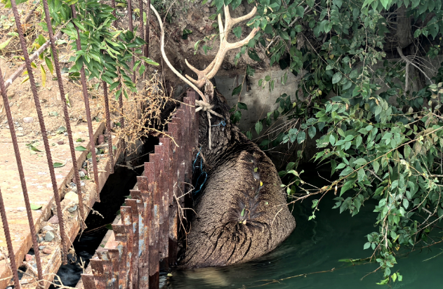 高台警民携手成功救助一只国家二级保护动物马鹿 高台警民携手成功救助一只国家二级保护动物马鹿