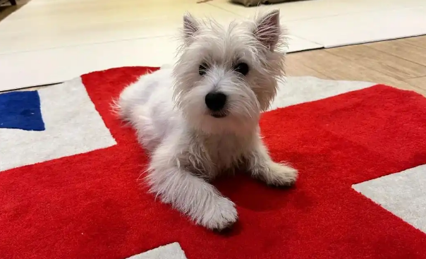 狗狗左前腿忽然一瘸一拐的怎么回事