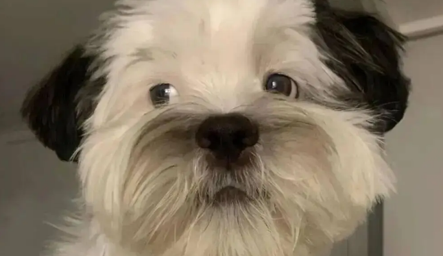 网友晒家里的混血狗宝,笑哭了,它怎么又老又年轻的 网友晒家里的混血狗宝,笑哭了,它怎么又老又年轻的