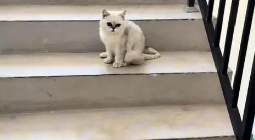 电梯口捡到银渐层,原主弃养苦等7日,安全出口见真情 电梯口捡到银渐层,原主弃养苦等7日,安全出口见真情