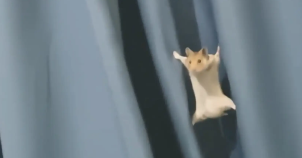 仓鼠爬窗帘滑落时,四肢张开卡在了窗帘缝隙中。网友:它还会轻功 仓鼠爬窗帘滑落时,四肢张开卡在了窗帘缝隙中。网友:它还会轻功