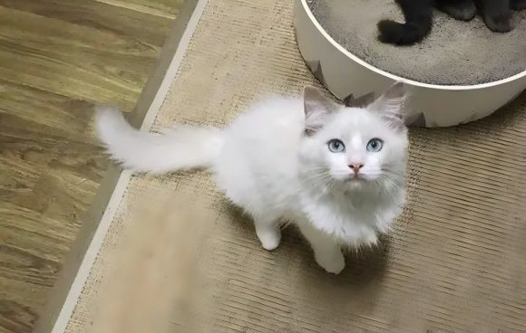 猫用风味粉好不好?星火优品猫用风味粉测评 猫用风味粉好不好?星火优品猫用风味粉测评