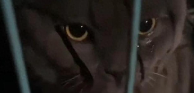 蓝猫被猫贩子抓走,主人坐飞机追了1600公里见到主人蓝猫大哭大叫 蓝猫被猫贩子抓走,主人坐飞机追了1600公里见到主人蓝猫大哭大叫