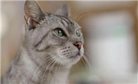 猫吐一滩水有白沫怎么办