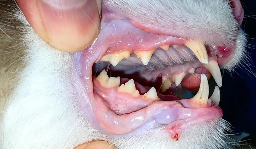 猫换牙期间应该注意些什么？