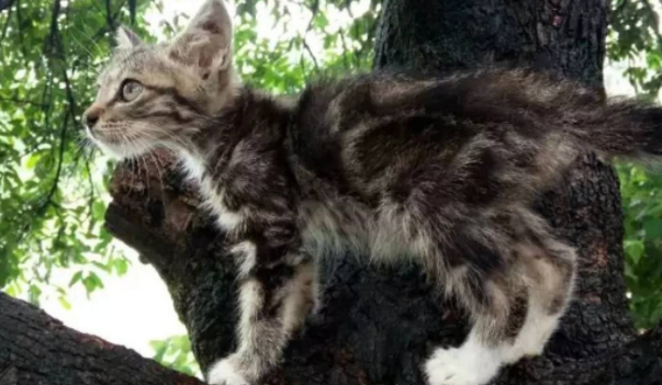 网友拍照头发被偷袭,竟是树上藏着喵星人 网友拍照头发被偷袭,竟是树上藏着喵星人