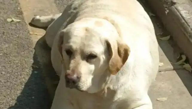 猪狗被困10天,猪饿出马甲线,拉布拉多却胖出啤酒肚 猪狗被困10天,猪饿出马甲线,拉布拉多却胖出啤酒肚