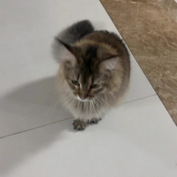 猫咪冻干哪个品牌好?黑尔岛Heal Island的健康饲喂新解 猫咪冻干哪个品牌好?黑尔岛Heal Island的健康饲喂新解