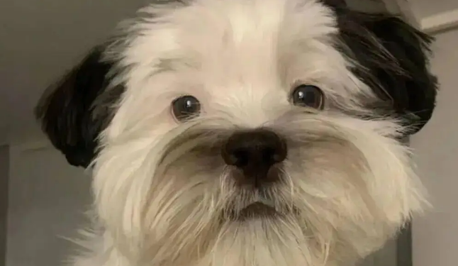 网友晒家里的混血狗宝,笑哭了,它怎么又老又年轻的 网友晒家里的混血狗宝,笑哭了,它怎么又老又年轻的