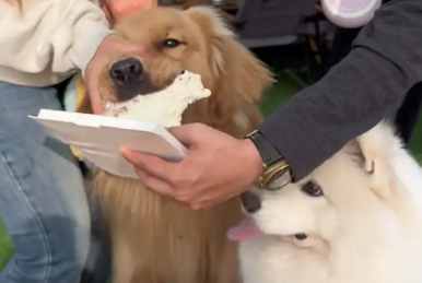 萨摩耶过生日,被金毛抢了蛋糕。一看就知道谁是灵珠谁是魔丸 萨摩耶过生日,被金毛抢了蛋糕。一看就知道谁是灵珠谁是魔丸