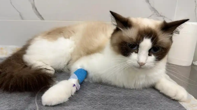 猫咪体温过低是休克表现吗 猫咪体温过低是休克表现吗