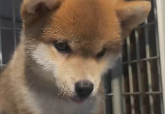 新手养狗适合养什么狗?尼克家柴犬的三大优势让养宠变简单 新手养狗适合养什么狗?尼克家柴犬的三大优势让养宠变简单