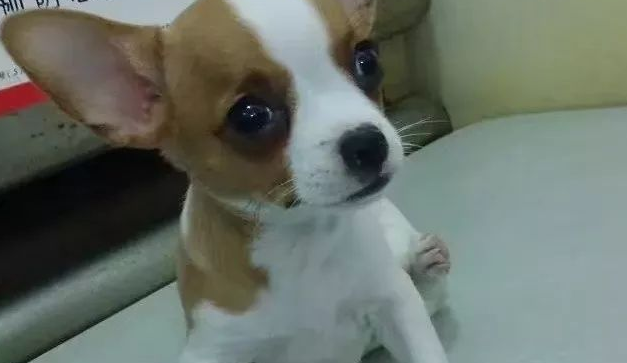 狗狗坐姿太奇特,宠主吓得带去找医生 狗狗坐姿太奇特,宠主吓得带去找医生