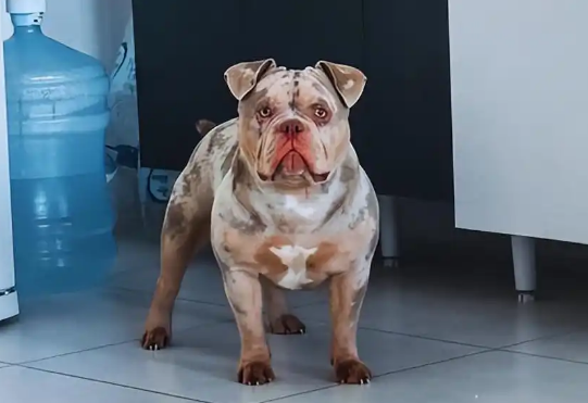 睡梦中被爱犬咬掉一根脚趾！巴西男子下半身瘫痪