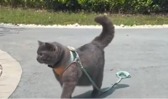 蓝猫被猫贩子抓走,主人坐飞机追了1600公里见到主人蓝猫大哭大叫 蓝猫被猫贩子抓走,主人坐飞机追了1600公里见到主人蓝猫大哭大叫