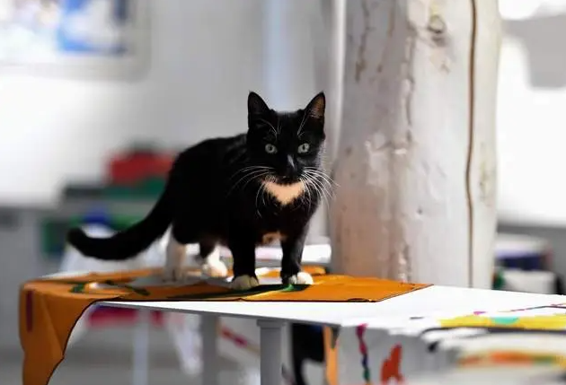 四川乡城“猫局长”上岗记:千年敬猫文化借“萌力”出圈 四川乡城“猫局长”上岗记:千年敬猫文化借“萌力”出圈