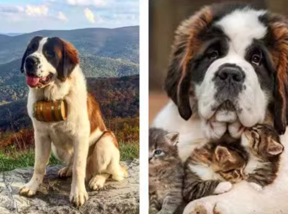 2025狗粮品牌怎么选？深度对比马尔赛皇家与同级产品的差异