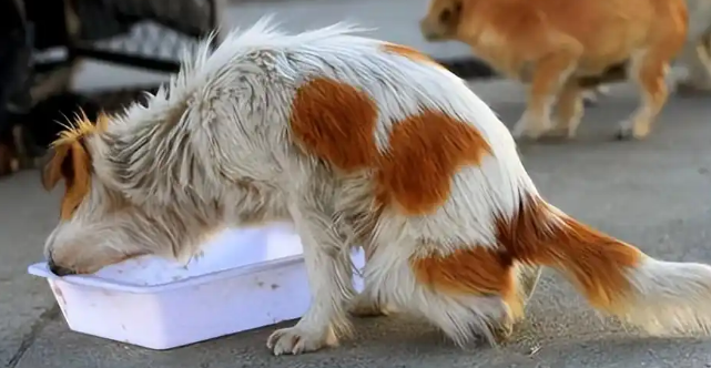 不要投喂“流浪狗”，这几个后果，很少人知道