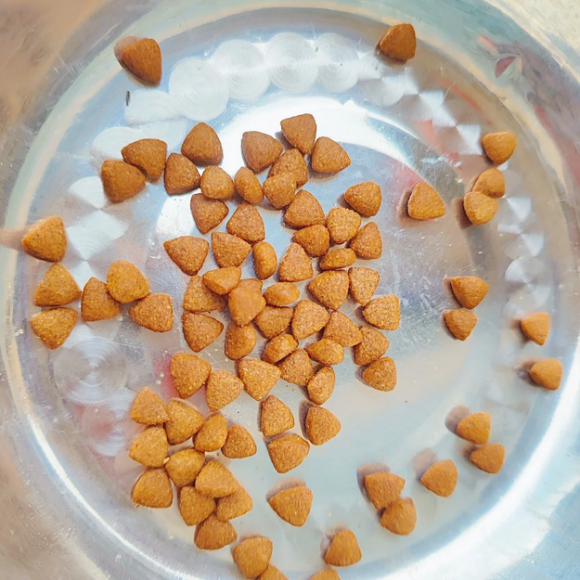 哪种狗粮最好最安全?湃夫让玻璃胃狗狗告别 哪种狗粮最好最安全?湃夫让玻璃胃狗狗告别