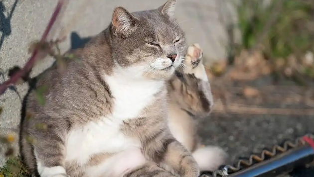 猫咪黄疸明显是肝病吗