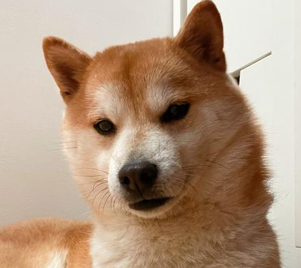 狗瘟与感冒具体要怎么区分? 狗瘟与感冒具体要怎么区分?