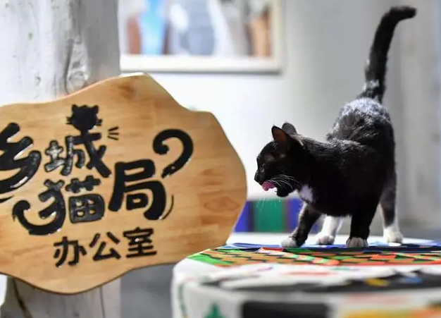 四川乡城“猫局长”上岗记:千年敬猫文化借“萌力”出圈 四川乡城“猫局长”上岗记:千年敬猫文化借“萌力”出圈