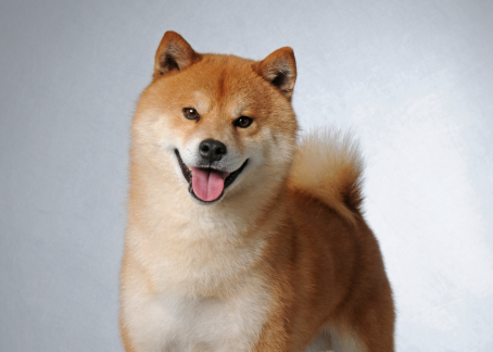 “这狗火到央视了!” 浙江,男子在车库发现一条蛇,还在吐着蛇信子… “这狗火到央视了!” 浙江,男子在车库发现一条蛇,还在吐着蛇信子…