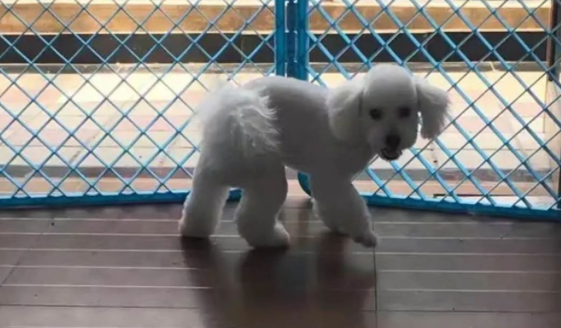 网友捡到流浪狗送医,老板直呼网友赚到了 网友捡到流浪狗送医,老板直呼网友赚到了