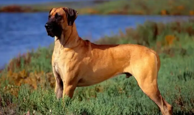 科普达宠：大丹犬——犬界里“随和的巨人”！
