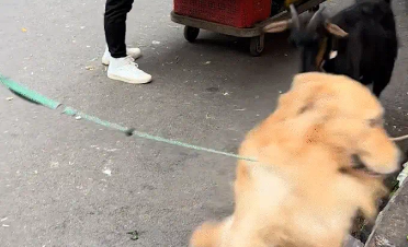 金毛跑到山羊面前标记地盘，结果被羊创飞。