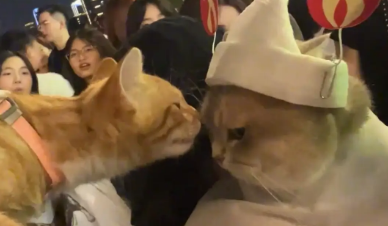 女子带橘猫参加万圣节偶遇一只大胖猫。橘猫：兄弟你头好大