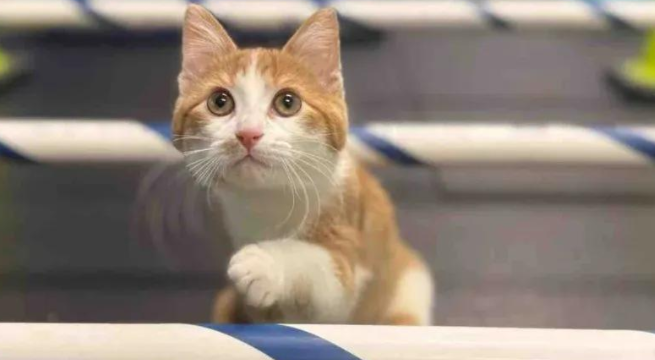 被亲猫妈抛弃，小小三脚猫逆天改命，萌翻全场