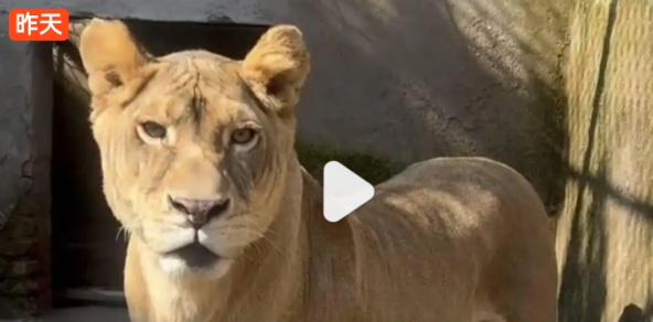 江苏徐州九顶山野生动物园的一只非洲狮因天生短腿意外走红网络