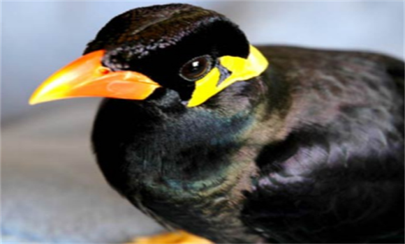 科学喂养鹩哥全攻略：让爱鸟更健康长寿